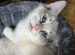 Ragamese Kittens - Siamese Kitten For Sale - 