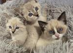 Spring Kittens - Ragdoll Kitten For Sale - Conifer&comma; CO&comma; US