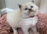Peanut - Ragdoll Kitten For Sale - 