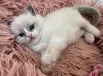 Pumpkin - Ragdoll Kitten For Sale - 