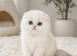 Maximus - Scottish Fold Kitten For Sale - Harrisburg&comma; NC&comma; US