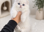 Skyla - Scottish Fold Kitten For Sale - Harrisburg&comma; NC&comma; US