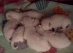 Traditional Applehead purebred - Siamese Kitten For Sale - NY&comma; US