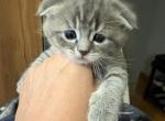 Scottish fold - Scottish Fold Kitten For Sale - 