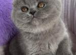Salsa SFS Blue Scottish fold - British Shorthair Kitten For Sale - New York&comma; NY&comma; US
