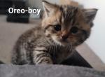 Oreo - Scottish Straight Kitten For Sale - 