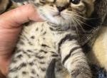 Scottish straight - Scottish Straight Kitten For Sale - New York&comma; NY&comma; US