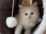Pop - Ragdoll Kitten For Sale - 