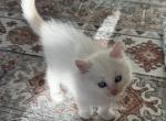 Electric - Ragdoll Kitten For Sale - Columbia&comma; MO&comma; US
