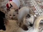 Tippy - Ragdoll Kitten For Sale - Columbia&comma; MO&comma; US