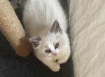 Emo - Ragdoll Kitten For Sale - Columbia&comma; MO&comma; US