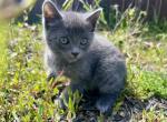 Litter of 3 - Russian Blue Kitten For Sale - WA&comma; US