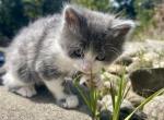 Grey and white - Russian Blue Kitten For Sale - WA&comma; US
