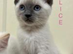 Alice - Siamese Kitten For Sale - Harker Heights&comma; TX&comma; US