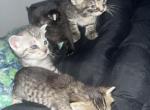 4 - Egyptian Mau Kitten For Sale - NY&comma; US