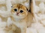 THEO - Scottish Fold Kitten For Sale - 