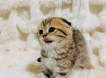 HONEY - Scottish Fold Kitten For Sale - Sunnyvale&comma; CA&comma; US