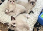 Ragamese Kittens - Ragdoll Kitten For Sale - Milford Charter Township&comma; MI&comma; US