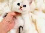 WILLOW - British Shorthair Kitten For Sale - Sunnyvale&comma; CA&comma; US
