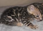 Small Boy - Bengal Kitten For Sale - GA&comma; US