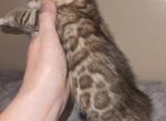 Tan Boy - Bengal Kitten For Sale - GA&comma; US