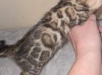 Dark Boy - Bengal Kitten For Sale - GA&comma; US