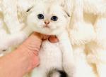 YUKI - Scottish Fold Kitten For Sale - Sunnyvale&comma; CA&comma; US