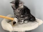 Tiger - Maine Coon Kitten For Sale - 