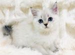 MOLLY - British Shorthair Kitten For Sale - 