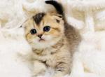 LUNA - Scottish Fold Kitten For Sale - 