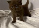 Leo Cinnamon British kitten - British Shorthair Kitten For Sale - 