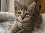 F5 SBT Savannah Boca - Savannah Kitten For Sale - Franklin&comma; NC&comma; US