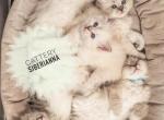 Litter J - Siberian Kitten For Sale - 
