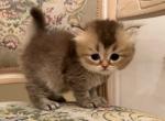 British Longhair Golden Female - British Shorthair Kitten For Sale - 