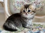 British Longhair  Golden Female - British Shorthair Kitten For Sale - 