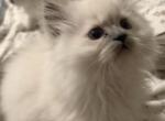 Persian Himalayan Litter Available - Persian Kitten For Sale - Bath&comma; PA&comma; US