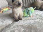 luis - Siamese Kitten For Sale - 