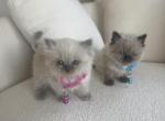 himalayan litter blue point girl and seal point bo - Himalayan Kitten For Sale - 