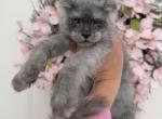 Lola black smoke - Maine Coon Kitten For Sale - 
