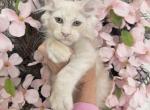 Goliath - Maine Coon Kitten For Sale - 