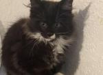 Harry - Maine Coon Kitten For Sale - 