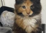 Heidi - Maine Coon Kitten For Sale - 