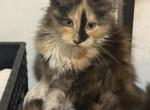 Holly - Maine Coon Kitten For Sale - Chouteau&comma; OK&comma; US
