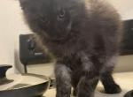 Henry - Maine Coon Kitten For Sale - 