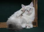 DAVID IZ TVERSKOGO KNYAZHESTVA - Siberian Kitten For Sale - 