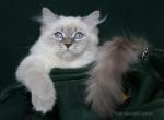 EVANGELINE IZ TVERSKOGO KNYAZHESTVA - Siberian Kitten For Sale - NY&comma; US