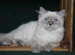 EVANGELINE IZ TVERSKOGO KNYAZHESTVA - Siberian Kitten For Sale - NY&comma; US