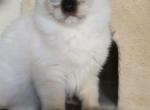 Sasha - Ragdoll Kitten For Sale - Brooklyn&comma; NY&comma; US