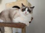 Lily - Ragdoll Kitten For Sale - Brooklyn&comma; NY&comma; US