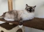 Mushka - Ragdoll Kitten For Sale - Brooklyn&comma; NY&comma; US